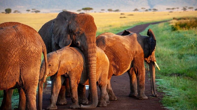 Family on safari